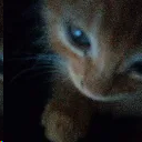 Foto do tavv — um gatinho laranja no escuro